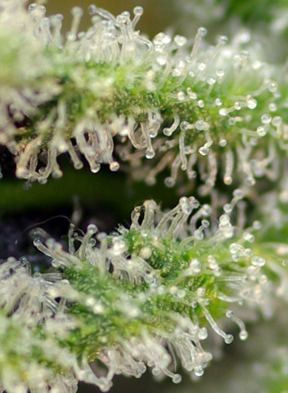 killer-kush-f1-fast-version-5.jpg Killer kush f1 fast version (3+1 Gratis)