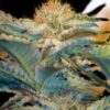 mohan-ram-1.jpg Mohan ram (3+1Gratis) 100% sweet seeds