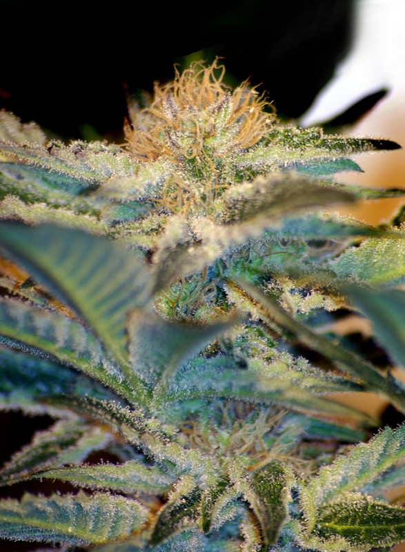 mohan-ram-1.jpg Mohan ram (3+1Gratis) 100% sweet seeds