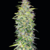 northern-lights-automatic-xl.png Northern Lights auto Genehtik seeds haziak