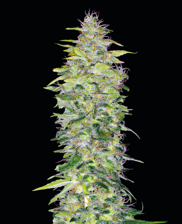 northern-lights-automatic-xl.png Northern Lights auto Genehtik seeds haziak