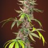 red-mandarine-f1-fast-version-1-1.jpg Red Mandarine F1 Fast Version® (3+1 Gratis)