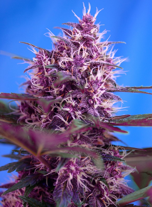 red-poison-auto-1.jpg Auto red poison (3+1Gratis) sweet seeds