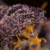 red-poison-auto-2.jpg Auto red poison (3+1Gratis) sweet seeds