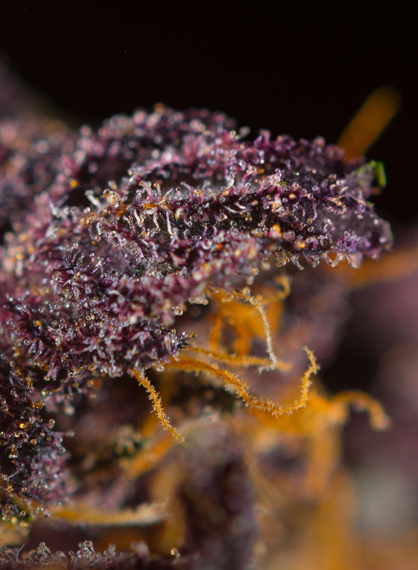 red-poison-auto-2.jpg Auto red poison (3+1Gratis) sweet seeds