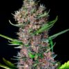 red-poison-auto-3.jpg Auto red poison (3+1Gratis) sweet seeds