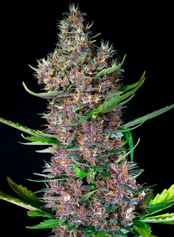 red-poison-auto-3.jpg Auto red poison (3+1Gratis) sweet seeds