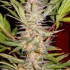 sad-sweet-afgani-delicious-s1-2.jpg S.a.d. (3+1Gratis) 100% sweet seeds