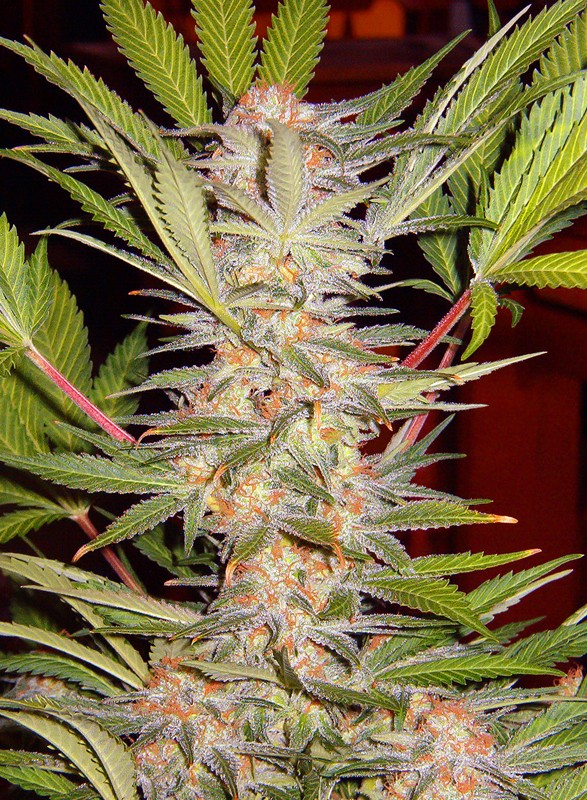 sad-sweet-afgani-delicious-s1-2.jpg S.a.d. (3+1Gratis) 100% sweet seeds