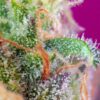 sad-sweet-afgani-delicious-s1-3.jpg S.a.d. (3+1Gratis) 100% sweet seeds