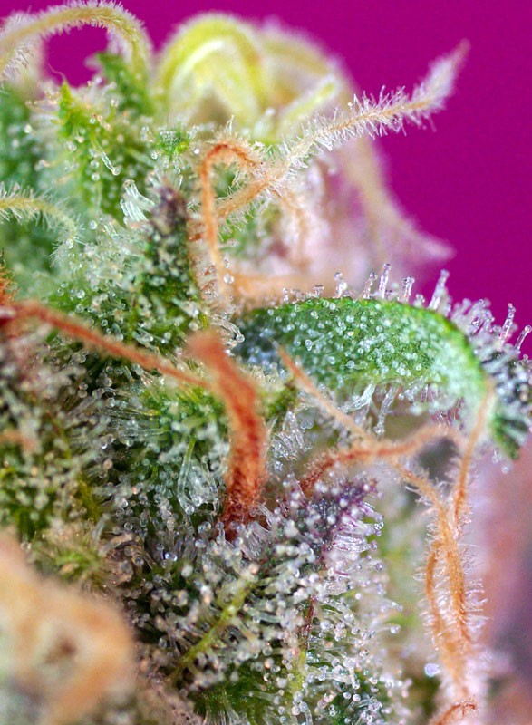 sad-sweet-afgani-delicious-s1-3.jpg S.a.d. (3+1Gratis) 100% sweet seeds