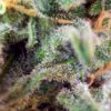 sad-sweet-afgani-delicious-s1-4.jpg S.a.d. (3+1Gratis) 100% sweet seeds