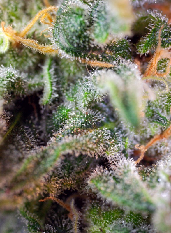 sad-sweet-afgani-delicious-s1-4.jpg S.a.d. (3+1Gratis) 100% sweet seeds