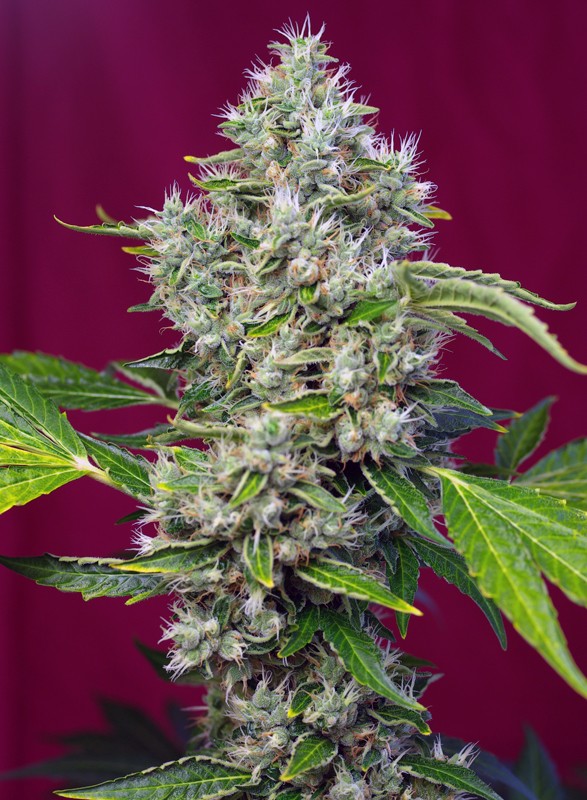 San fernando lemon kush (3+1Gratis)  sweet seeds