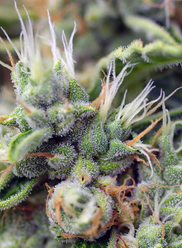 San fernando lemon kush (3+1Gratis)  sweet seeds