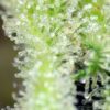 San fernando lemon kush (3+1Gratis)  sweet seeds