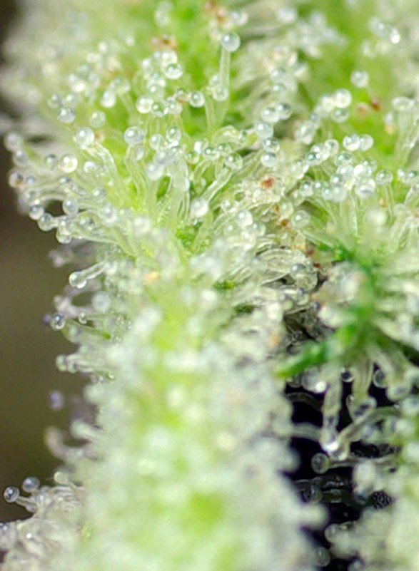 San fernando lemon kush (3+1Gratis)  sweet seeds