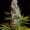 Sweet cheese (3+1Gratis) 100% sweet seeds