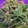 sweet-cheese-f1-fast-version.jpg Sweet cheese f1 fast version (3+1 Gratis)