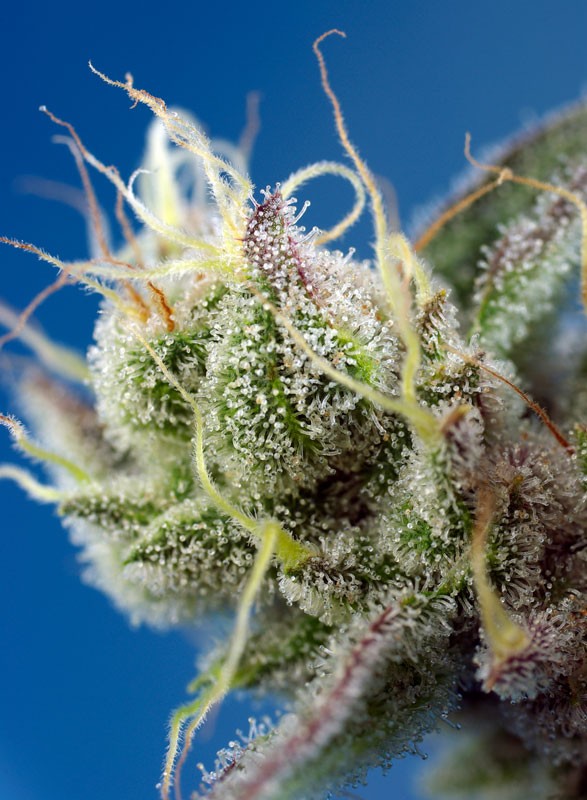 sweet-cheese-xl-auto-1-1.jpg Sweet Cheese XL Auto® (3+1 Gratis) Sweet seeds