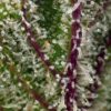 sweet-cheese-xl-auto-2.jpg Sweet Cheese XL Auto® (3+1 Gratis) Sweet seeds