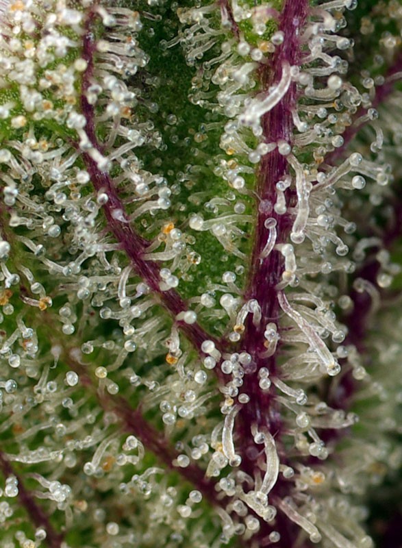 sweet-cheese-xl-auto-2.jpg Sweet Cheese XL Auto® (3+1 Gratis) Sweet seeds