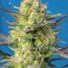sweet-cheese-xl-auto-3.jpg Sweet Cheese XL Auto® (3+1 Gratis) Sweet seeds