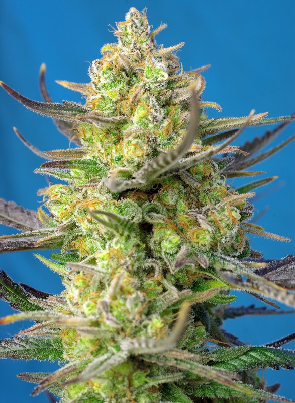 sweet-cheese-xl-auto-3.jpg Sweet Cheese XL Auto® (3+1 Gratis) Sweet seeds