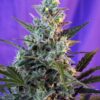 Sweet skunk auto (3+1 Gratis) Sweet seeds