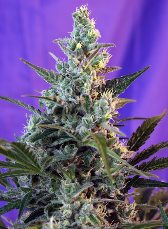 Sweet skunk auto (3+1 Gratis) Sweet seeds