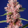 tropicanna poison f1 fast version®