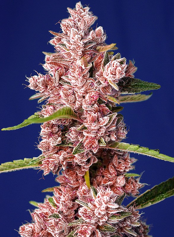 tropicanna poison f1 fast version®