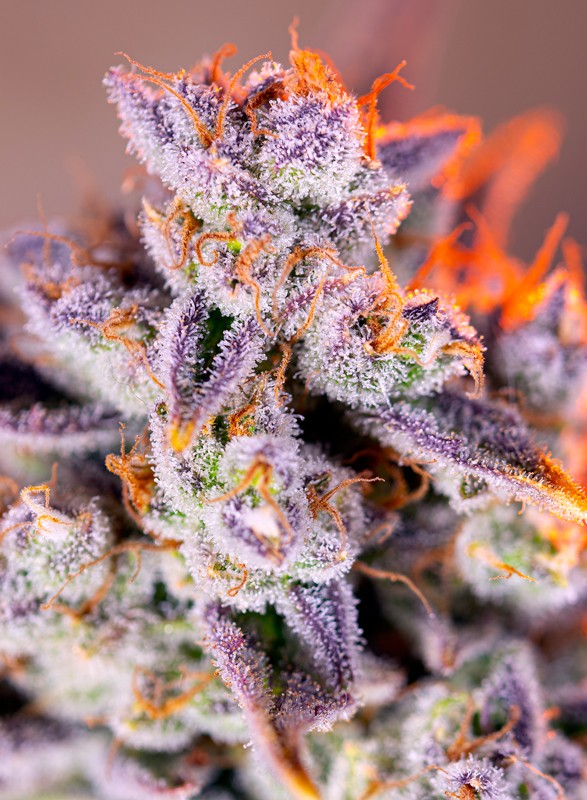 tropicanna-poison-xl-auto-1-1.jpg Tropicanna Poison XL Auto®(3+1 Gratis) Sweet seeds