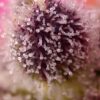 tropicanna-poison-xl-auto-2.jpg Tropicanna Poison XL Auto®(3+1 Gratis) Sweet seeds